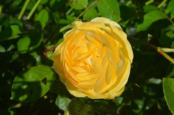 Autumn Flowers Grow Garden Yellow Roses — Stock Photo, Image