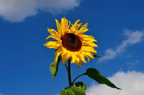 Ηλιοτρόπιο Λουλούδι Μπλε Ουρανό Σύννεφο Κατά Διάρκεια Του Φθινοπώρου Ηλίανθος — Φωτογραφία Αρχείου