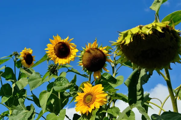 Sunflower flower on blue sky with cloud during autumn. Sunflower on sunflower field.