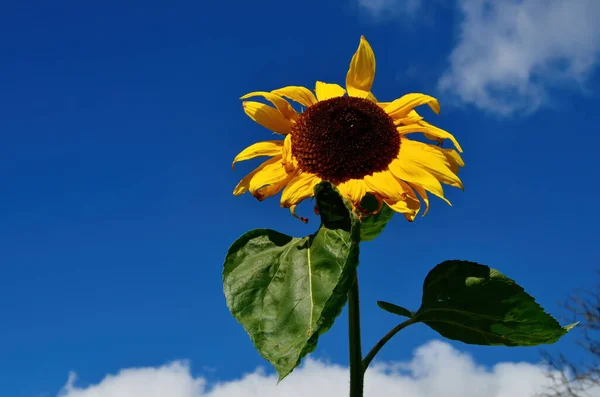 Ηλιοτρόπιο Λουλούδι Μπλε Ουρανό Σύννεφο Κατά Διάρκεια Του Φθινοπώρου Ηλίανθος — Φωτογραφία Αρχείου