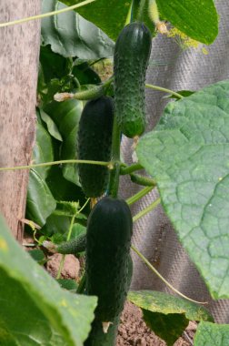 Seradaki bir dalda organik salatalıklar