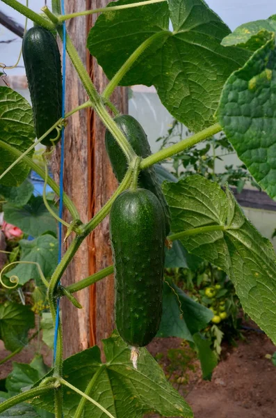Organic Cucumbers Branch Greenhouse — Stock Photo, Image