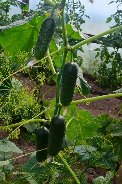 Pepinos Orgânicos Ramo Uma Estufa — Fotografia de Stock