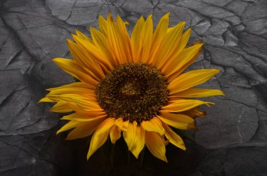 Arka planda gri taşlardan oluşan sarı bir ayçiçeğinin yakın çekimi