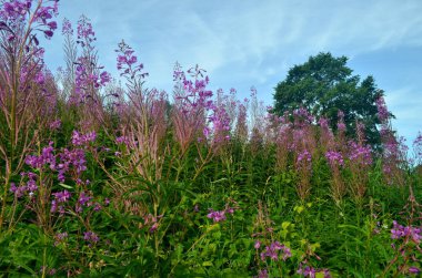 Çiçekli söğüt çiçeği Ivan çayı yaz manzarasında. Söğüt bitkisinin pembe çiçekleri. Bitki çayı.