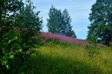 Çiçekli söğüt çiçeği Ivan çayı yaz manzarasında. Söğüt bitkisinin pembe çiçekleri. Bitki çayı.