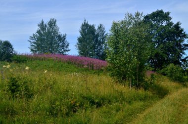 Çiçekli söğüt çiçeği Ivan çayı yaz manzarasında. Söğüt bitkisinin pembe çiçekleri. Bitki çayı.