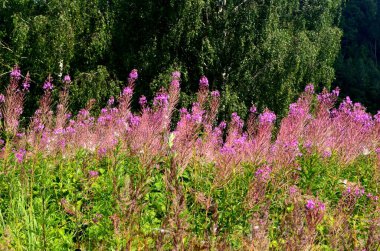 Çiçekli söğüt çiçeği Ivan çayı yaz manzarasında. Söğüt bitkisinin pembe çiçekleri. Bitki çayı.