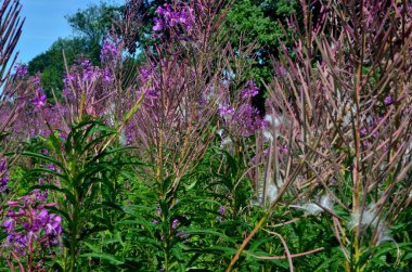 Beyaz kabarık tüylü İvan çayı. Ateş otunun beyaz tohumları - chamaenerion angustifolium