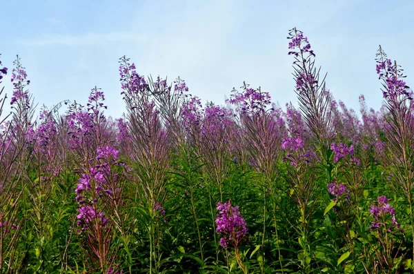 Blooming Willow herb Ivan tea in summer landscape. Pink flowers of Willow-herb. Herbal tea