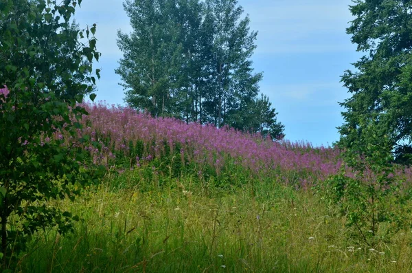Blooming Willow herb Ivan tea in summer landscape. Pink flowers of Willow-herb. Herbal tea