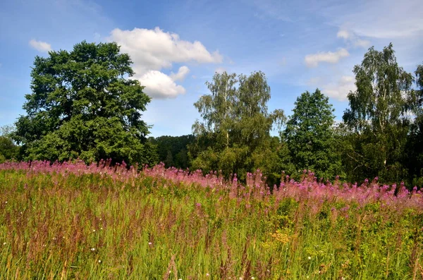 Blooming Willow herb Ivan tea in summer landscape. Pink flowers of Willow-herb. Herbal tea