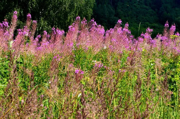 Blooming Willow herb Ivan tea in summer landscape. Pink flowers of Willow-herb. Herbal tea
