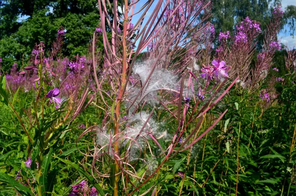 Detailní Záběr Willow Bylinky Ivan Čaj Bílým Chmýřím Bílá Semena — Stock fotografie