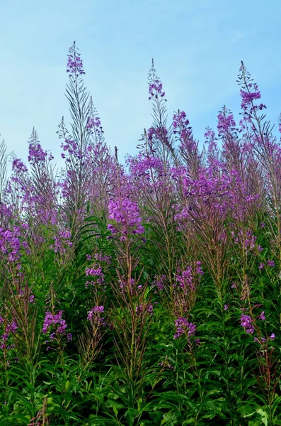 Ivan Tea Ivan Chaj Blossoms Blue Sky Medicinal Plant Willow — Stock Photo, Image