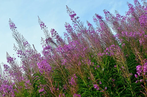 Ivan Chá Ivan Chaj Floresce Contra Céu Azul Planta Medicinal — Fotografia de Stock