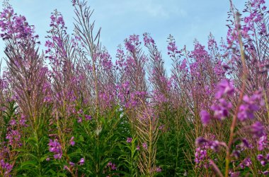 Ivan çayı ya da Ivan chaj mavi gökyüzüne karşı çiçek açar. Şifalı bitki söğüt ağacı çayırda yetişir. Çiçekli Sally mavi gökyüzünün arka planında