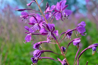 Ivan çayı ya da Ivan Chaj çiçeğinin peleriniyle çayırda söğüt ağacı yetişir. Çiçekli Sally mavi gökyüzünün arka planında