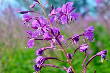 Ivan çayı ya da Ivan Chaj çiçeğinin peleriniyle çayırda söğüt ağacı yetişir. Çiçekli Sally mavi gökyüzünün arka planında