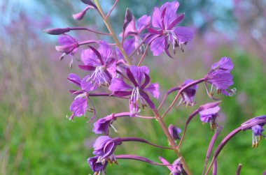 Ivan çayı ya da Ivan Chaj çiçeğinin peleriniyle çayırda söğüt ağacı yetişir. Çiçekli Sally mavi gökyüzünün arka planında