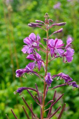 Ivan çayı ya da Ivan Chaj çiçeğinin peleriniyle çayırda söğüt ağacı yetişir. Çiçekli Sally mavi gökyüzünün arka planında
