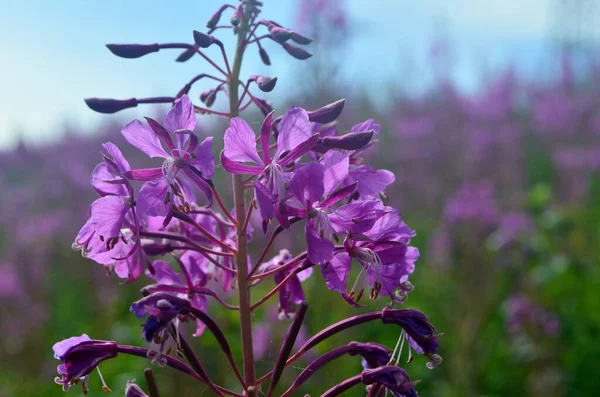 Cloese Van Ivan Thee Ivan Chaj Bloemen Geneeskrachtige Plant Wilg — Stockfoto