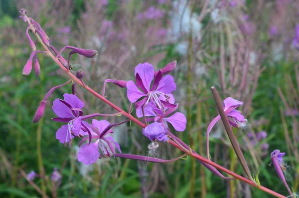 Cloese Van Ivan Thee Ivan Chaj Bloemen Geneeskrachtige Plant Wilg — Stockfoto