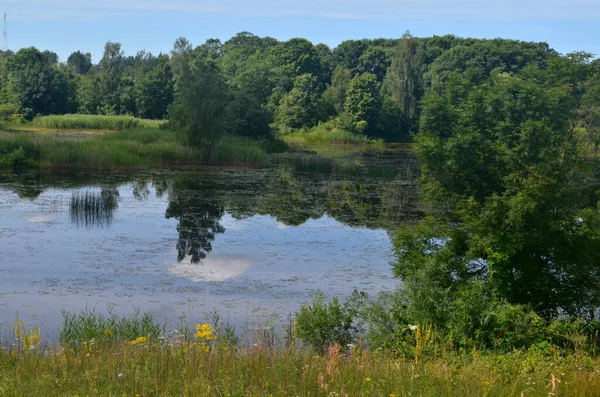 夏は湖が生い茂り上からの眺め 緑の植生を持つ小さな生い茂った池 — ストック写真