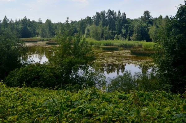 夏は湖が生い茂り上からの眺め 緑の植生を持つ小さな生い茂った池 — ストック写真
