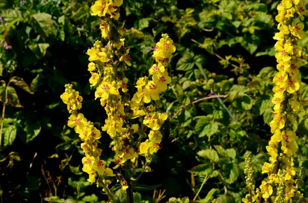 Verbascum Thapsus Flores Mullein Grande Mullein Comum Prado Verão — Fotografia de Stock