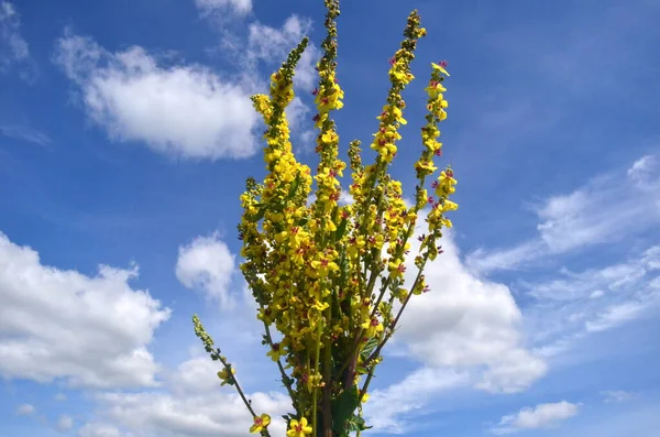 Verbascum Thapsus Flores Mullein Grande Mullein Comum Prado Verão — Fotografia de Stock