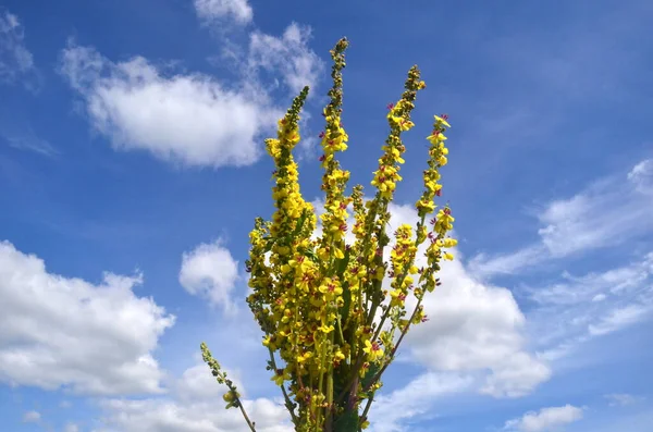 Verbascum Thapsus Flores Mullein Grande Mullein Comum Prado Verão — Fotografia de Stock