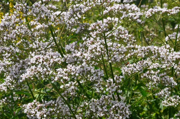 Flowering Valerian Valeriana Officinalis Plant Meadow Summer — Stock Photo, Image