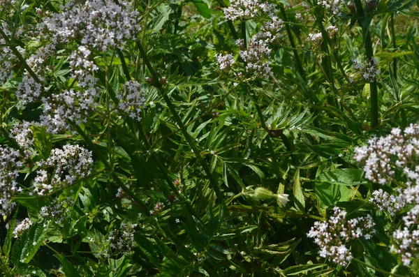 Flowering Valerian Valeriana Officinalis Plant Meadow Summer — Stock Photo, Image