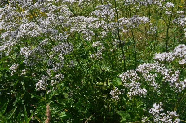 Цветущая Валериана Valeriana Officinalis Растение Лугу Летом — стоковое фото