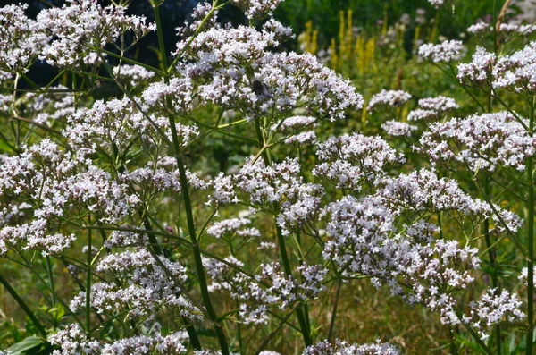 Цветущая Валериана Valeriana Officinalis Растение Лугу Летом — стоковое фото