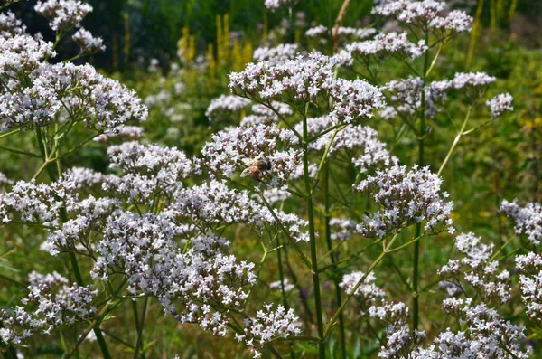 Цветущая Валериана Valeriana Officinalis Растение Лугу Летом — стоковое фото