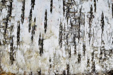 Doğal huş ağacı kabuğu arka planı. Huş kabuğu doğal doku arkaplanı