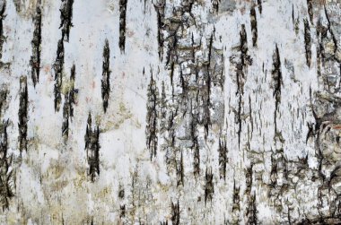 Doğal huş ağacı kabuğu arka planı. Huş kabuğu doğal doku arkaplanı