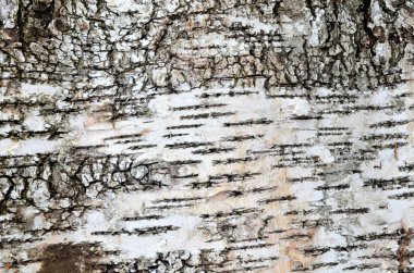 Doğal huş ağacı kabuğu arka planı. Huş kabuğu doğal doku arkaplanı