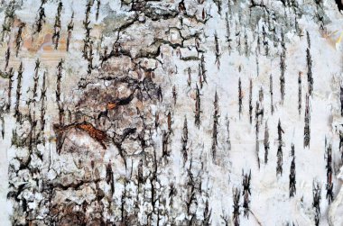 Doğal huş ağacı kabuğu arka planı. Huş kabuğu doğal doku arkaplanı