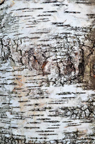 Birch Bark Fundo Natural Birch Casca Textura Natural Fundo — Fotografia de Stock