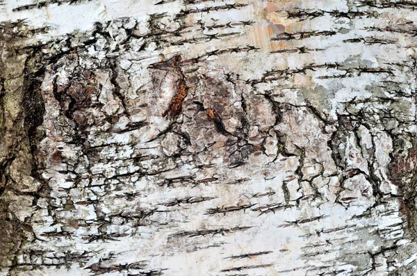 Birch Bark Fundo Natural Birch Casca Textura Natural Fundo — Fotografia de Stock