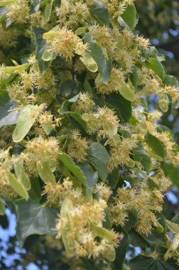 Yazın açan ıhlamur ağacı çiçekleri