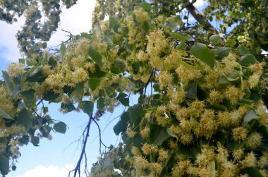 Yazın açan ıhlamur ağacı çiçekleri