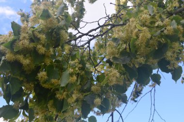 Yazın açan ıhlamur ağacı çiçekleri