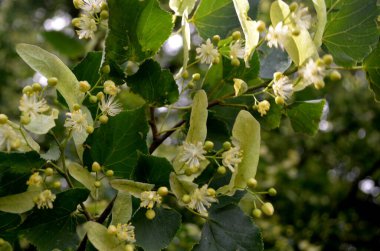 Yazın açan ıhlamur ağacı çiçekleri
