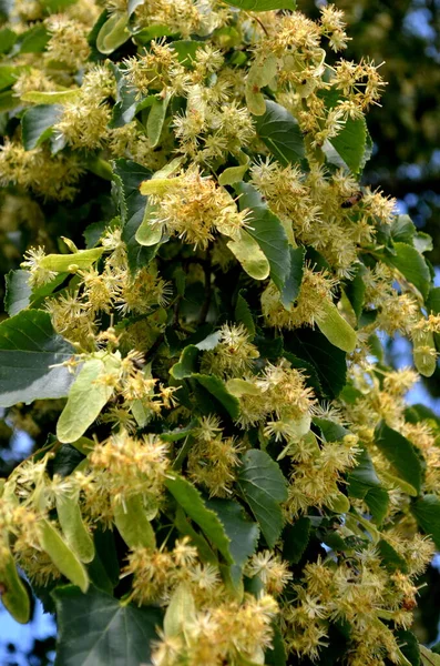 Flowers Blossoming Linden Tree Summer — Stock Photo, Image