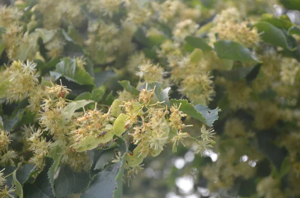 Fleurs Tilleul Fleurs Été — Photo