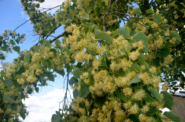 Flowers Blossoming Linden Tree Summer — Stock Photo, Image
